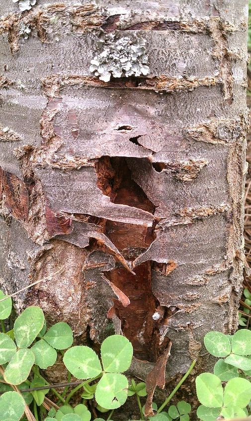 q i noticed this on our yoshino cherry what is this scary looking, gardening