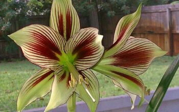 My Hippeastrum Papilio opened up late yesterday, the first of my amaryllis to do so!