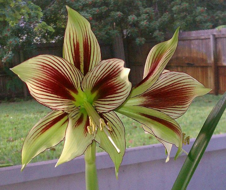 my hippeastrum papilio opened up late yesterday the first of my amaryllis to do so, gardening, My Hippeastrum Papilio opened up late yesterday the first of my amaryllis to do so