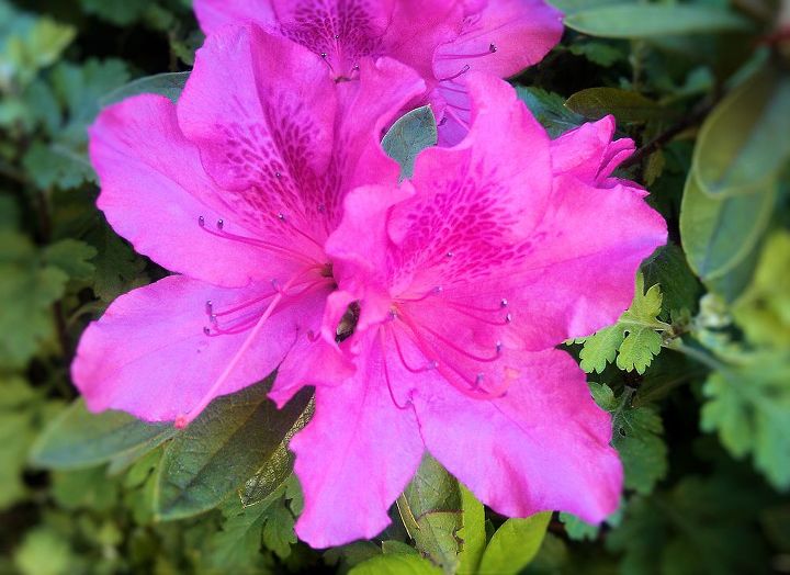 azaleas blooming everywhere in nyc they come with different colors white pink red, flowers, gardening, purple pink