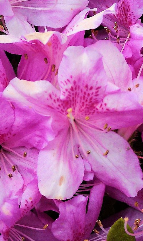 azaleas blooming everywhere in nyc they come with different colors white pink red, flowers, gardening
