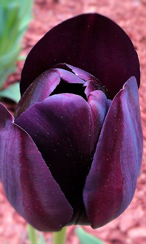 dark purple tulip, gardening, Silky deep purple blossom