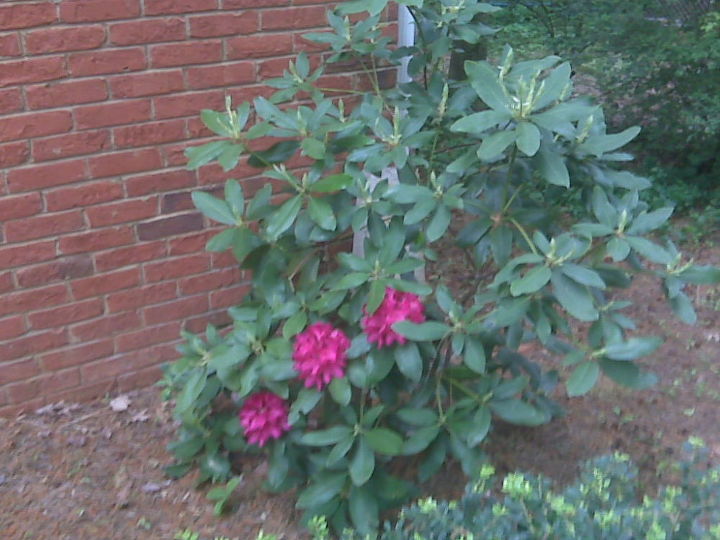 q rhododendron blooming but looking sickly any ideas what might be happening, gardening, Last year April 2011