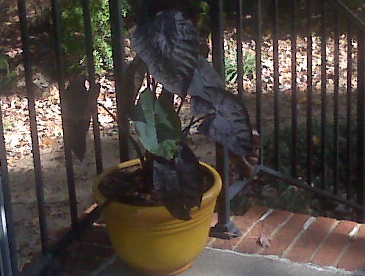 these are black elephant ears i bought this summer they were green all summer and, gardening