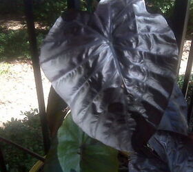 these are black elephant ears i bought this summer they were green all summer and, gardening