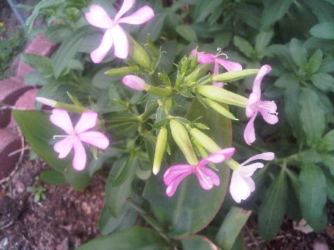 is this a fuchsia or weed