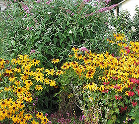 i call it foxglove gardens, flowers, gardening, Part of the back garden