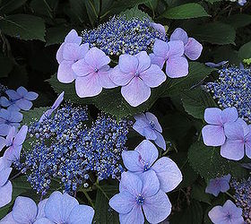 q what kind of hydrangea is this it s my aunt s and we did not know, flowers, gardening, hydrangea