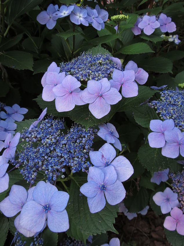 q what kind of hydrangea is this it s my aunt s and we did not know, flowers, gardening, hydrangea