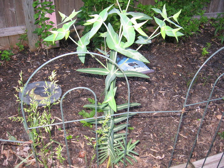 q can anyone tell me what the name of this plant is, gardening, mystery plant that moles voles hate