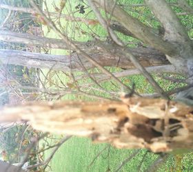 crepe myrtle woes, gardening, one of the broken branches