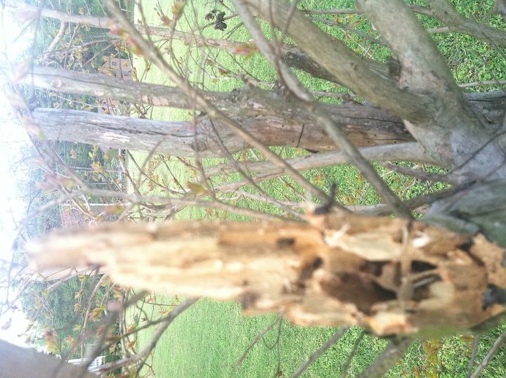 crepe myrtle woes, gardening, one of the broken branches