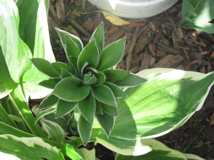 can anyone tell me what this is growing in the center of my hosta, Odd hosta