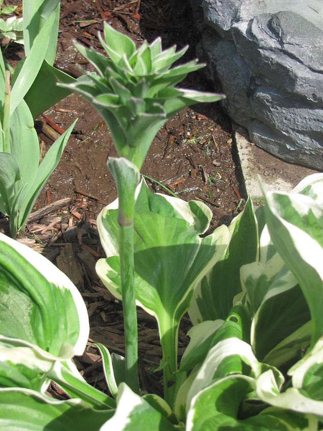 can anyone tell me what this is growing in the center of my hosta, Odd hosta