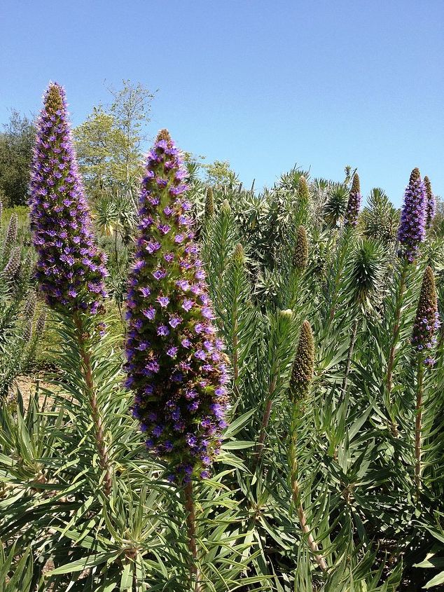 q hiking one day in so ca aliso wood trails area and came across these thistle, flowers, gardening