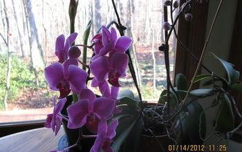 Love listening to Erica Glasner!  Thought I would share this photo of a 4yr old orchid that has never been repotted.