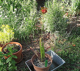 sarracenia flower pitcher plant, flowers, gardening, Sarracenia rubra Canebrake Sweet Pitcher