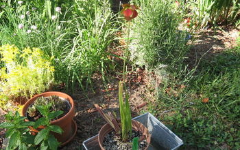 Sarracenia Flower  -  Pitcher Plant