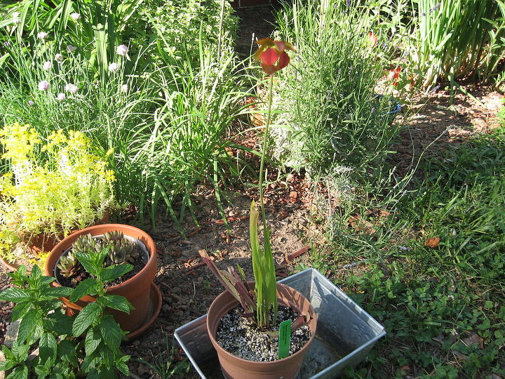 sarracenia flower pitcher plant, flowers, gardening, Sarracenia rubra Canebrake Sweet Pitcher