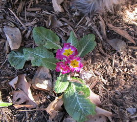 q help me identify this flower, flowers, gardening, Unidentified flower blooming in January