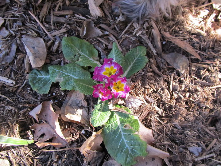 q help me identify this flower, flowers, gardening, Unidentified flower blooming in January