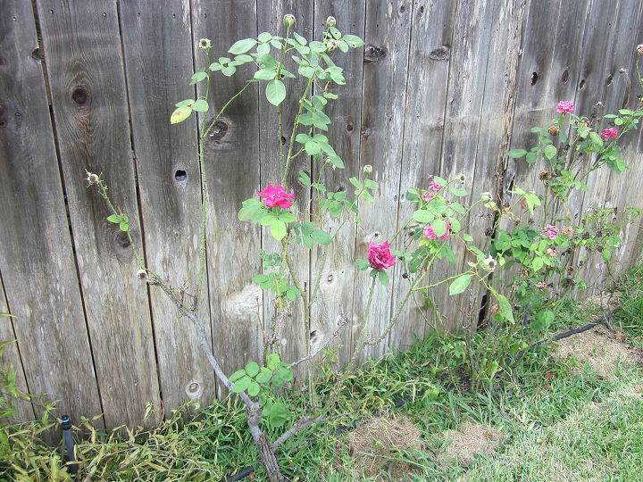 rose shurb bush questions, gardening