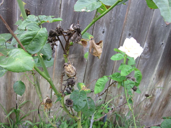 rose shurb bush questions, gardening