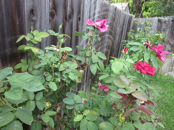 rose shurb bush questions, gardening