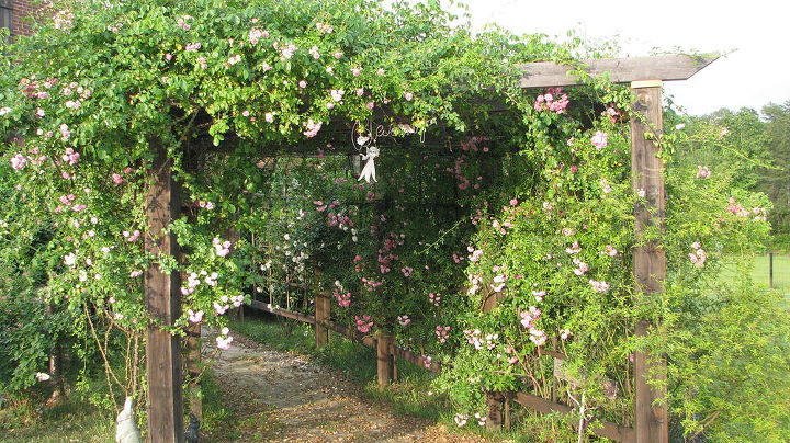 rose arbor my husband and i built, gardening, outdoor living, woodworking projects, Our rose arbor we built