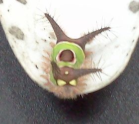 yikes and oouch found the hard way in the nursery this morning sorry for the, decks, outdoor living, Saddleback Caterpillar