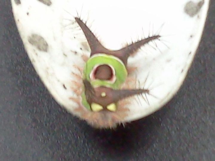 yikes and oouch found the hard way in the nursery this morning sorry for the, decks, outdoor living, Saddleback Caterpillar