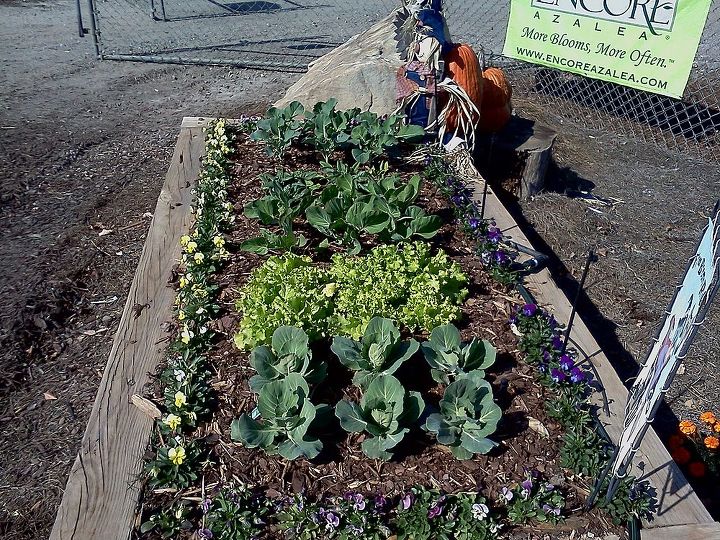 my square foot garden display cabbage lettuce broccoli cauliflower brussel, gardening
