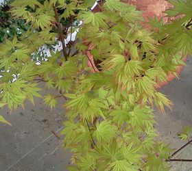 plants that winked at me today in the nursery, flowers, gardening, Japanese Maple Orange Dream