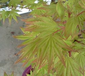 plants that winked at me today in the nursery, flowers, gardening, Japanese Maple Orange Dream
