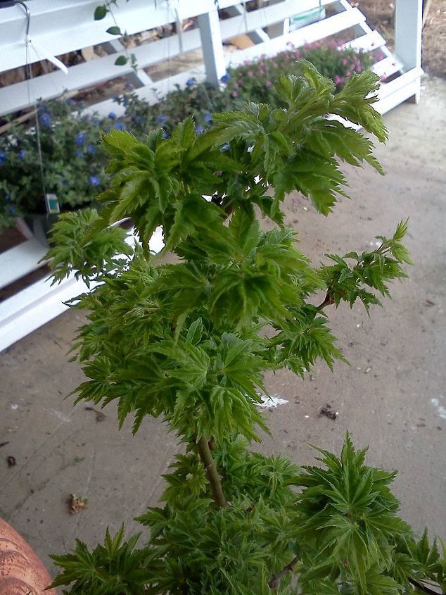 plants that winked at me today in the nursery, flowers, gardening, Japanese Maple Shishigashira