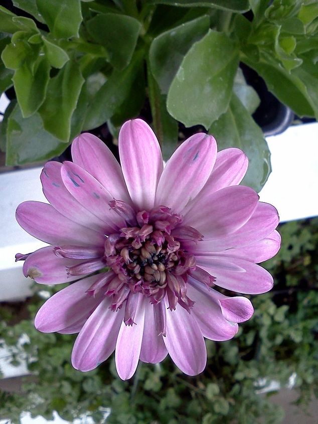 plants that winked at me today in the nursery, flowers, gardening, Osteospurmum annual flower