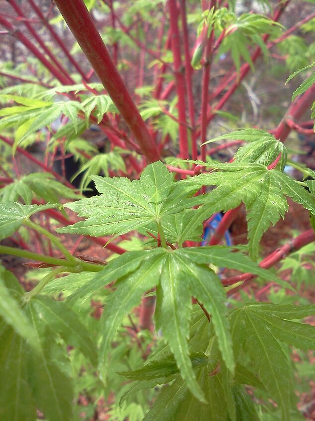 plants that winked at me today in the nursery, flowers, gardening, Coral Bark Maple