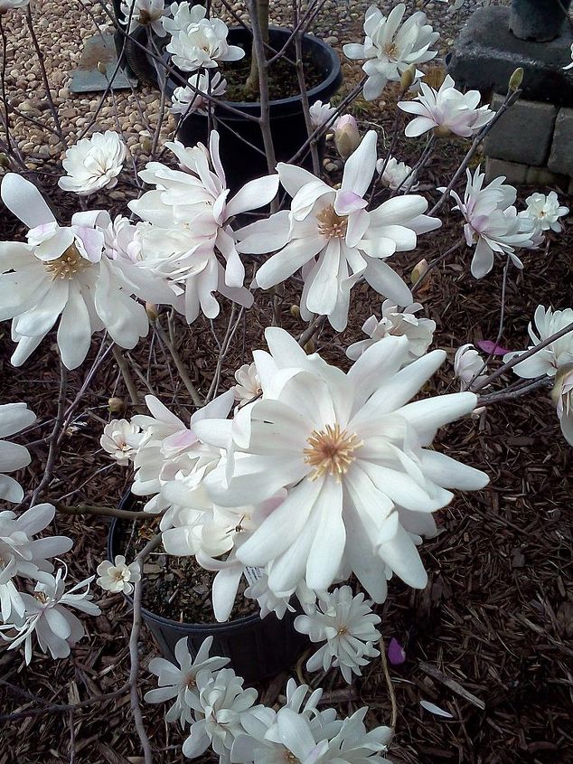 plants that winked at me today in the nursery, flowers, gardening, Magnolia Water Lily