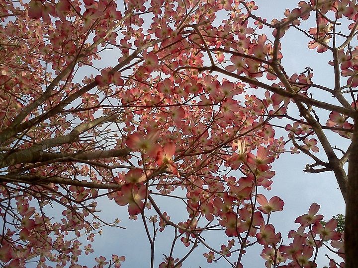 pink dogwood blooms, gardening