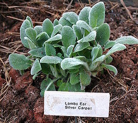 plant labels part 2, cleaning tips, gardening, a cute miniature lamb s ear plant