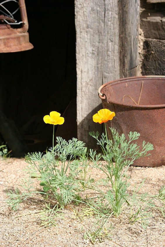 signs of spring, gardening, The first poppies to bloom in our yard They are near the mine shaft my husband built years ago