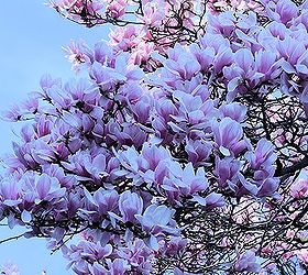 magnolia it s great for the front yard in spring the whole tree blooming with, flowers, gardening, pink magnolia blooming in spring it s great for the front yard in spring the whole tree blooming and in the summer my leafy giant gives me shade and keeps my house cool