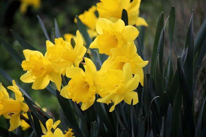 primavera aqui pronto para plantas perenes que florescem na primavera e de baixa, Narcisos amarelos bulbos da fam lia amar lis nativos da Europa norte da frica e sia