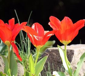 spring is here are you ready for some low maintenance and spring blooming perennial, flowers, gardening, perennials, Sharp Red Tulip beside red it comes in multiple colors Tulips are spring blooming perennials that grow from bulbs