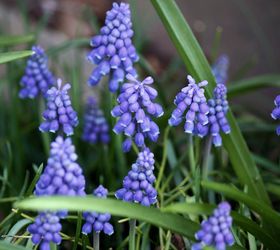 spring is here are you ready for some low maintenance and spring blooming perennial, flowers, gardening, perennials, Grape Hyacinth Muscari Baby Breath are urn shaped flowers resembling bunches of grapes in the spring