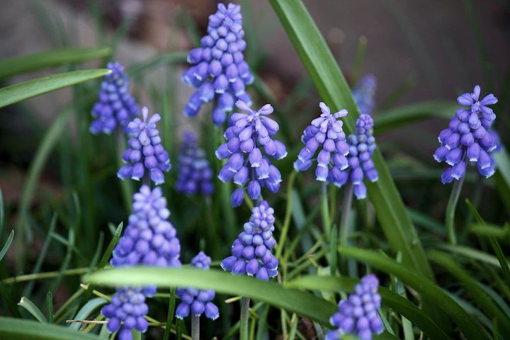 primavera aqui pronto para plantas perenes que florescem na primavera e de baixa, Muscari Grape Hyacinth Baby Breath s o flores em forma de urna que se assemelham a cachos de uvas na primavera