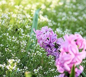 spring is here are you ready for some low maintenance and spring blooming perennial, flowers, gardening, perennials, Hyacinth Lilac Lavender