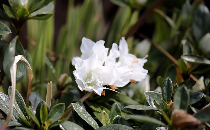 la primavera ya est aqu ests preparado para tener unas flores perennes de bajo, Rododendro son arbustos para todas las estaciones En primavera las flores son vistosas durante el verano y el oto o las hojas a aden un agradable color verde intenso al jard n