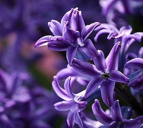 spring is here are you ready for some low maintenance and spring blooming perennial, flowers, gardening, perennials, Hyacinths are noted for their long lasting blooms and outstanding fragrance It s in different colors such as pink white red and purple