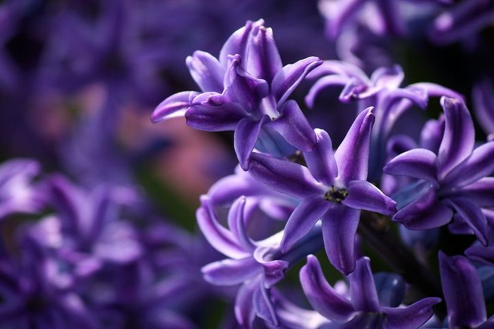 spring is here are you ready for some low maintenance and spring blooming perennial, flowers, gardening, perennials, Hyacinths are noted for their long lasting blooms and outstanding fragrance It s in different colors such as pink white red and purple
